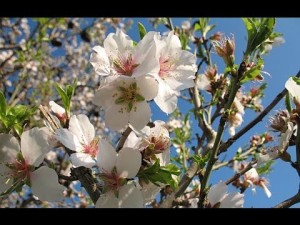 almond-blossoms